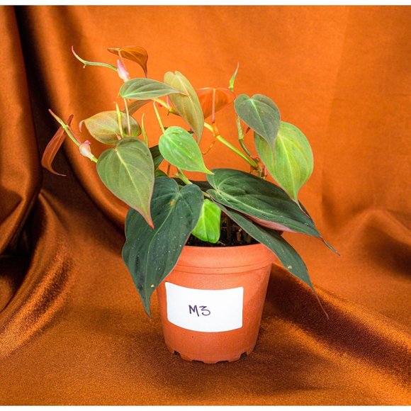 Philodendron Micans 4" US Seller Potted RARE Philo - Picture 1 of 1